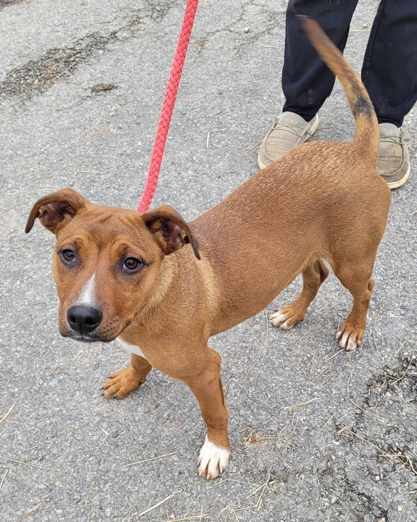 Charlie, a Adoptable mixed breed in Lawrenceburg, TN image 3/6