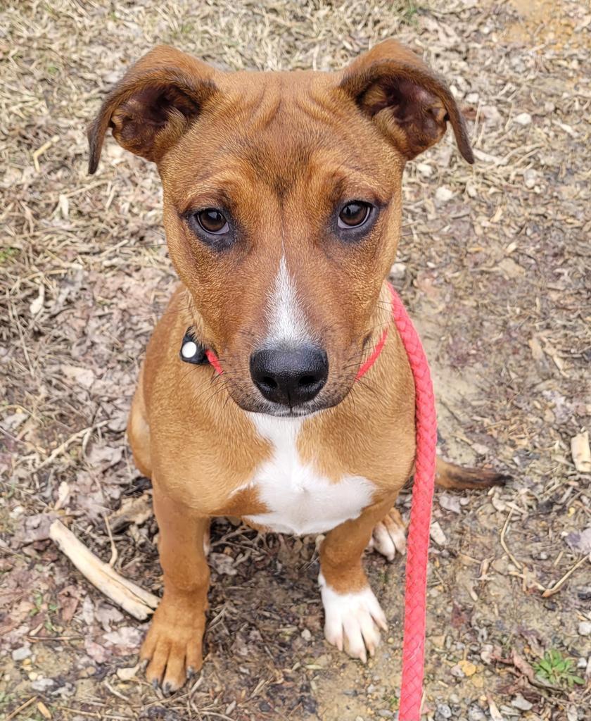 Charlie, a Adoptable mixed breed in Lawrenceburg, TN image 4/6