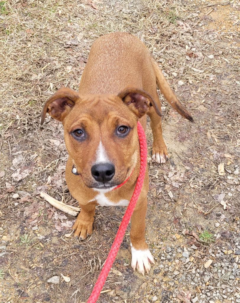 Charlie, a Adoptable mixed breed in Lawrenceburg, TN image 5/6