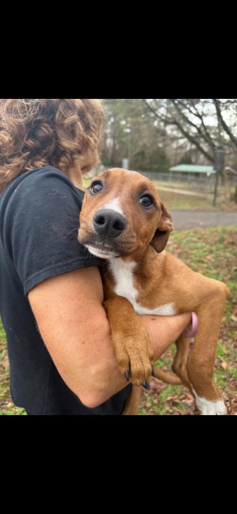 Charlie, a Adoptable mixed breed in Lawrenceburg, TN image 6/6