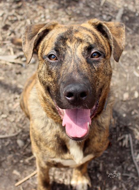 Enlarge PEBBLES, a Adoptable mixed breed in Fort Wayne, IN image 1/1