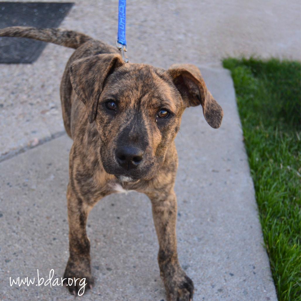 Enlarge Pete, a Adoptable mixed breed in Cheyenne, WY image 1/3