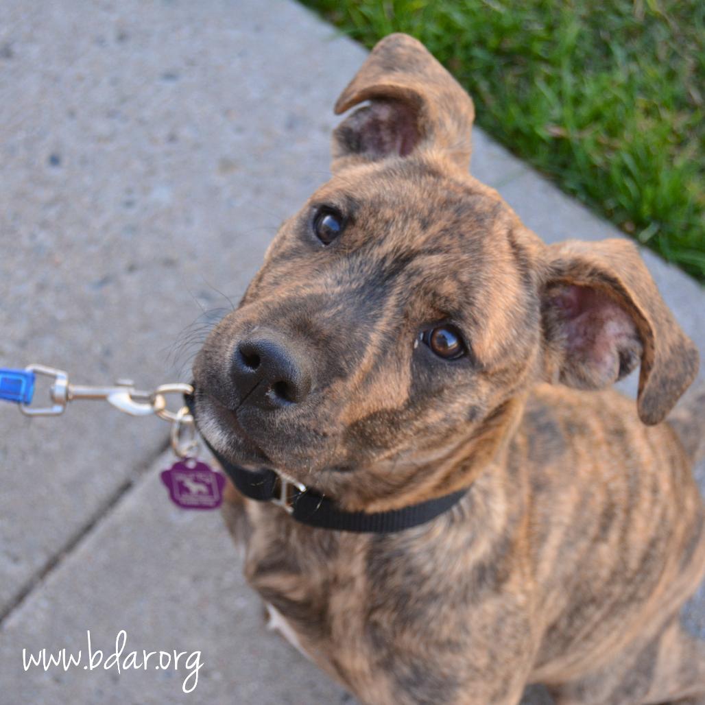 Enlarge Pete, a Adoptable mixed breed in Cheyenne, WY image 2/3
