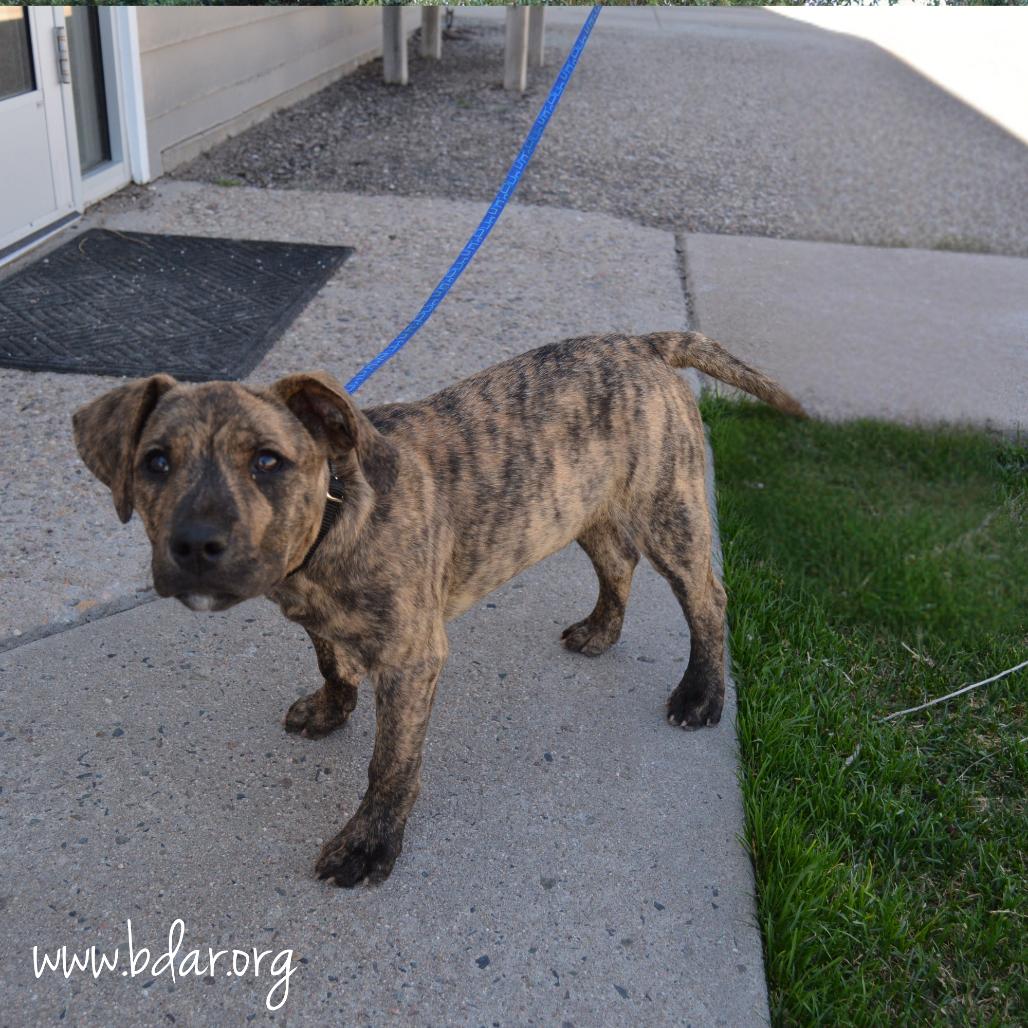 Enlarge Pete, a Adoptable mixed breed in Cheyenne, WY image 3/3