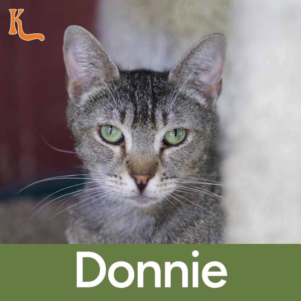 Enlarge Donnie, a Adoptable Domestic Short Hair in Desert Hot Springs, CA image 1/1