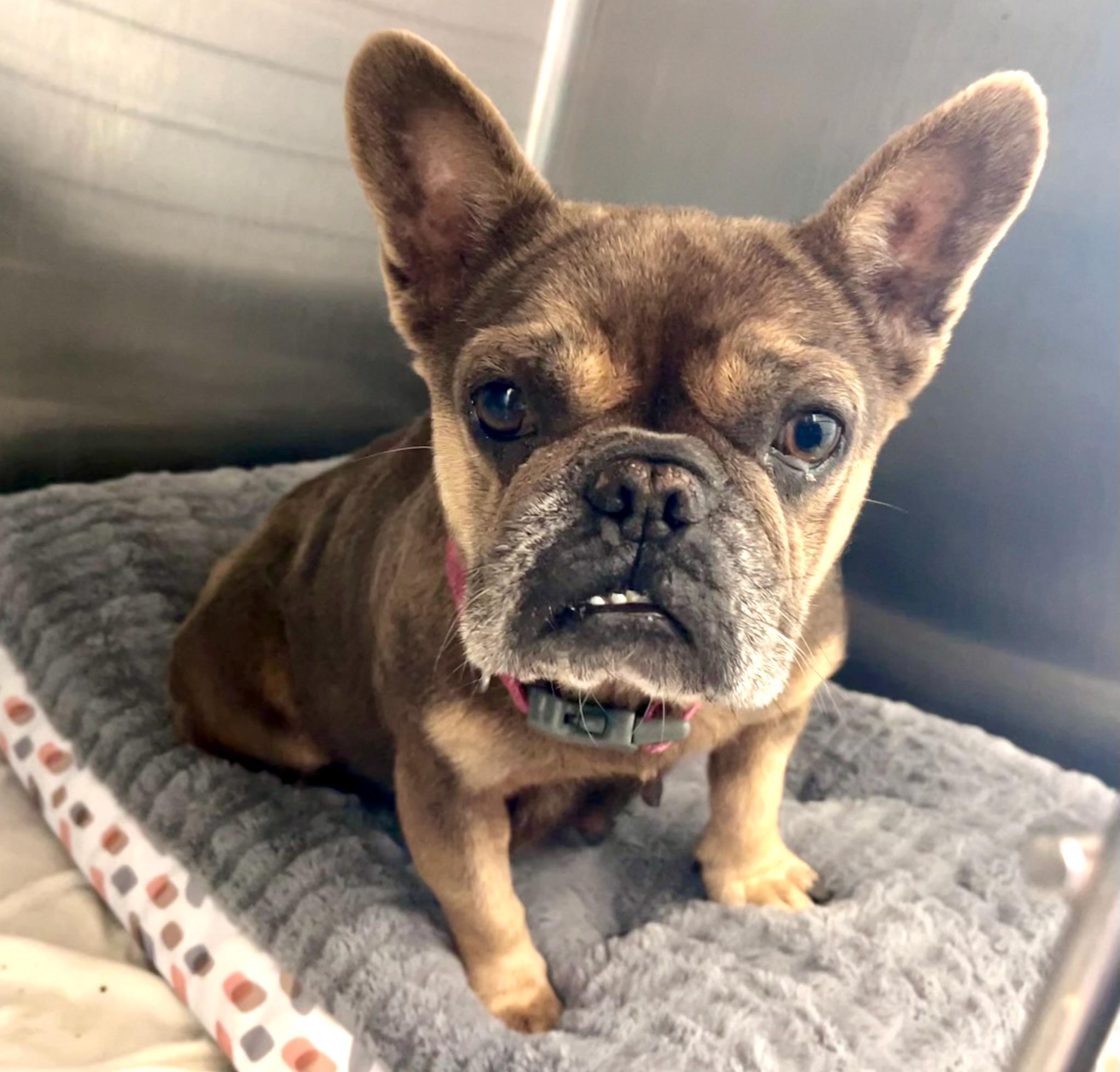 Enlarge Kristen, a Adoptable French Bulldog in PALM BAY, FL image 1/1