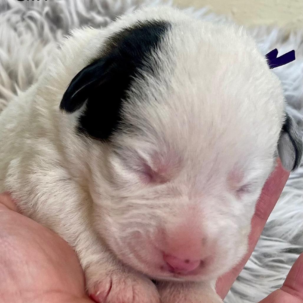 Bell, Adoptable, Puppy Female Shepherd & Cattle Dog.