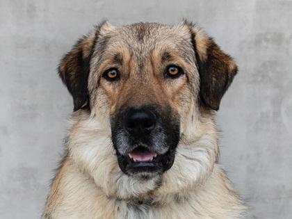 Orion — thumbnail 2