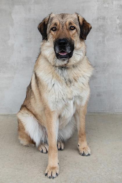 Orion — thumbnail 3