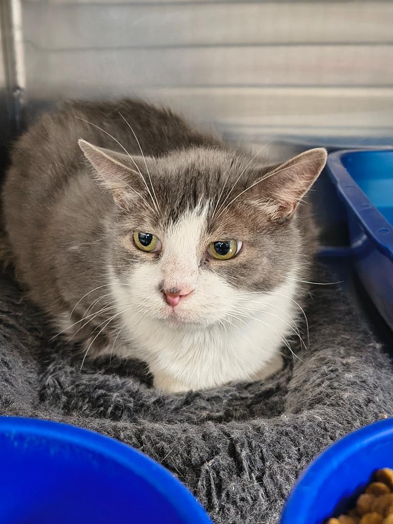 Enlarge Mau Mau, a Adoptable mixed breed in Maryville, TN image 1/1