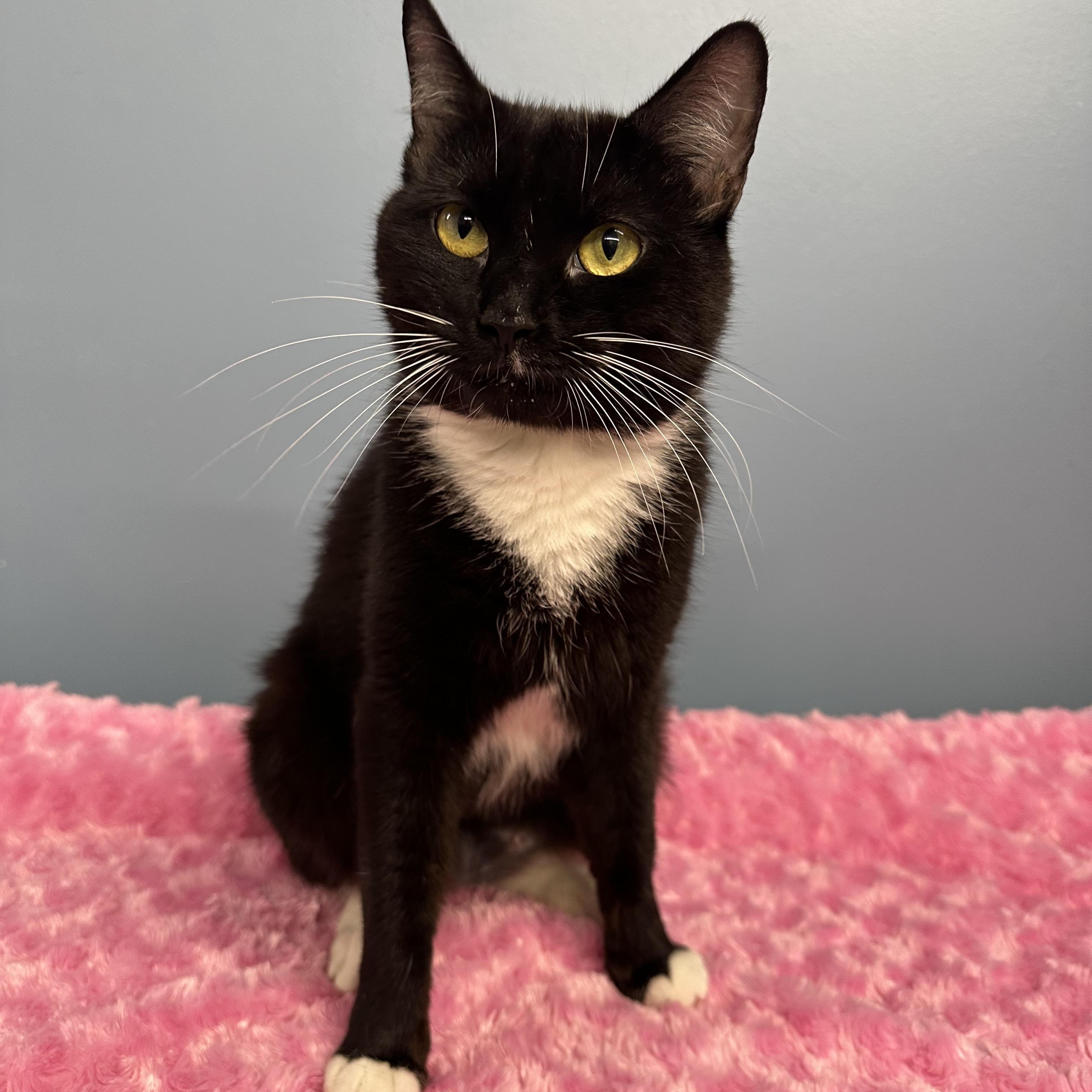 Enlarge Shania, a Adoptable Domestic Short Hair in Exeter, RI image 2/2