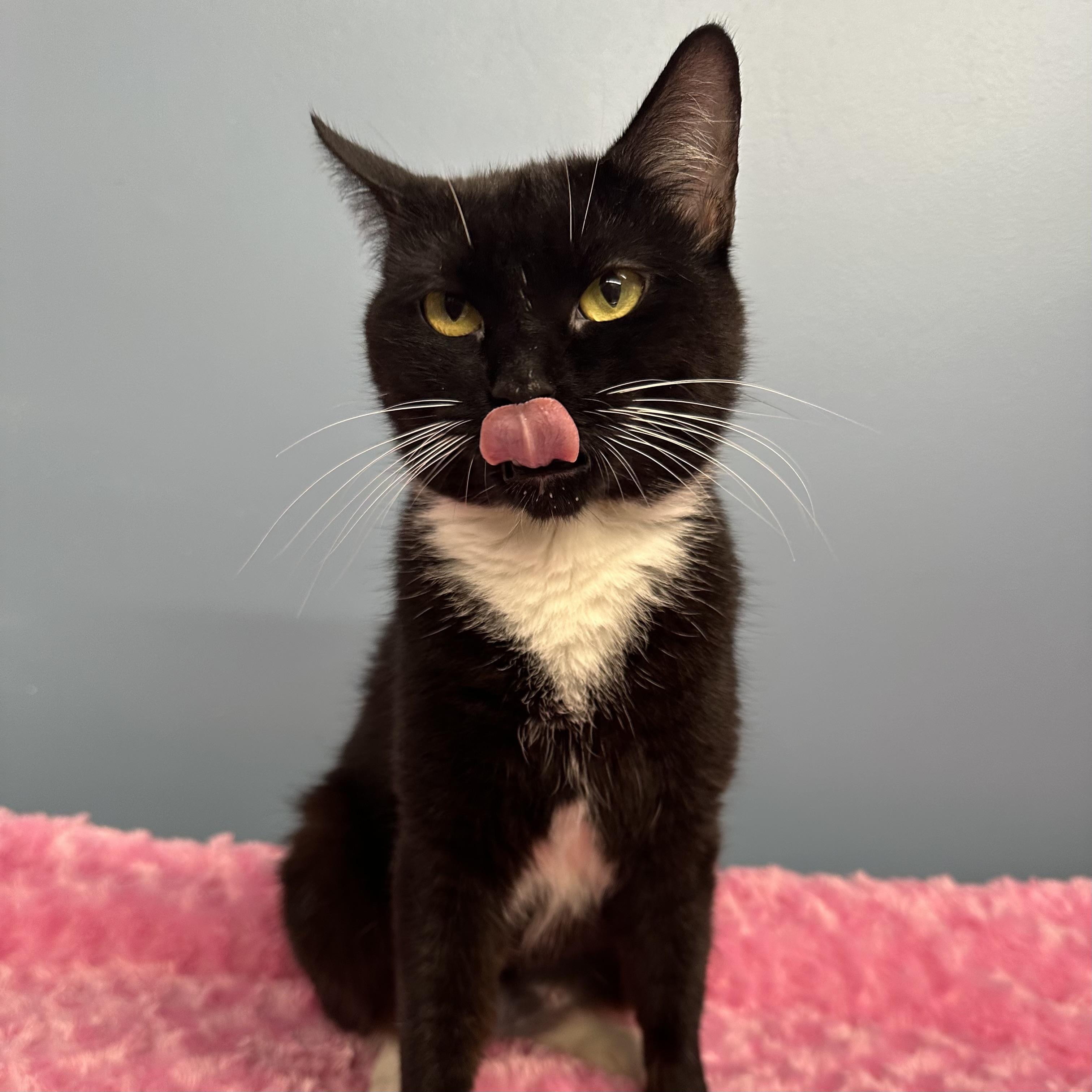 Shania, Adoptable, Young Female Domestic Short Hair.