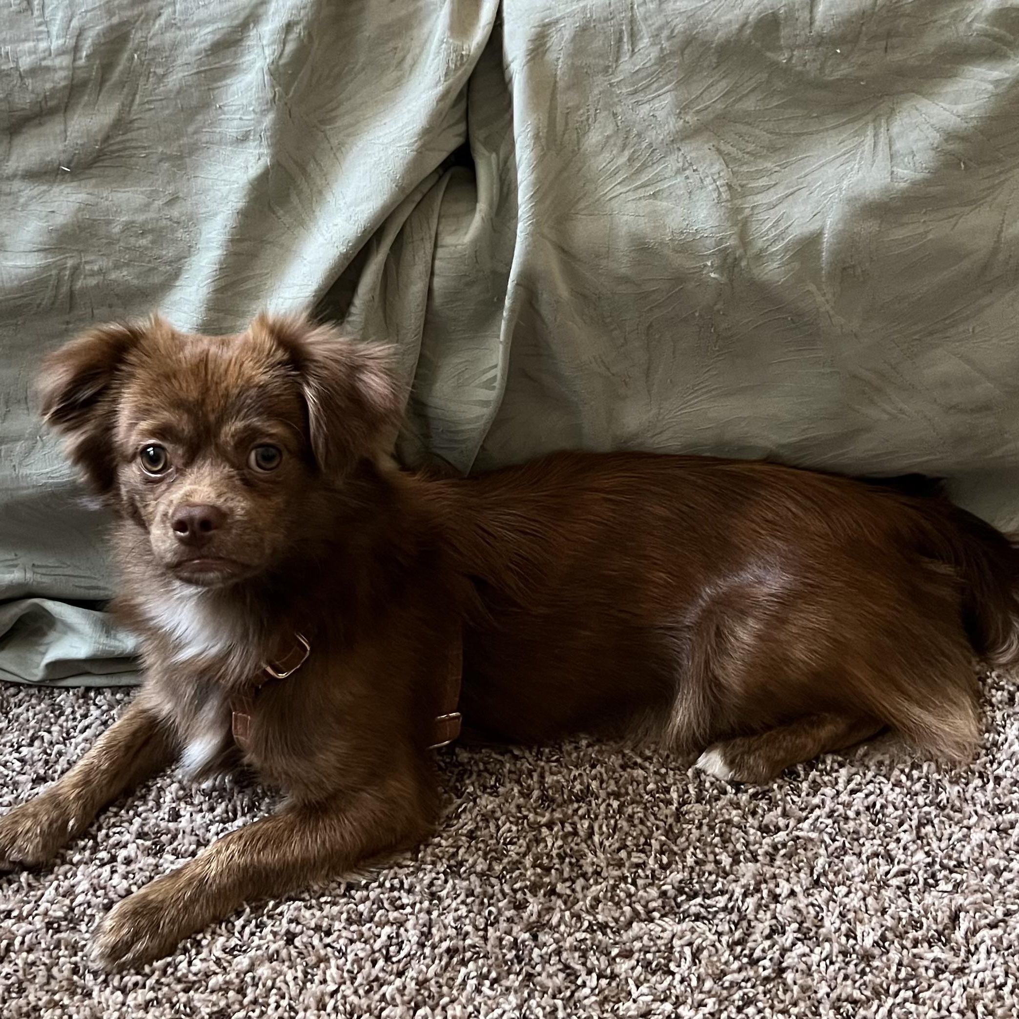 Hershey, ADOPTABLE, Young Male Pekingese.
