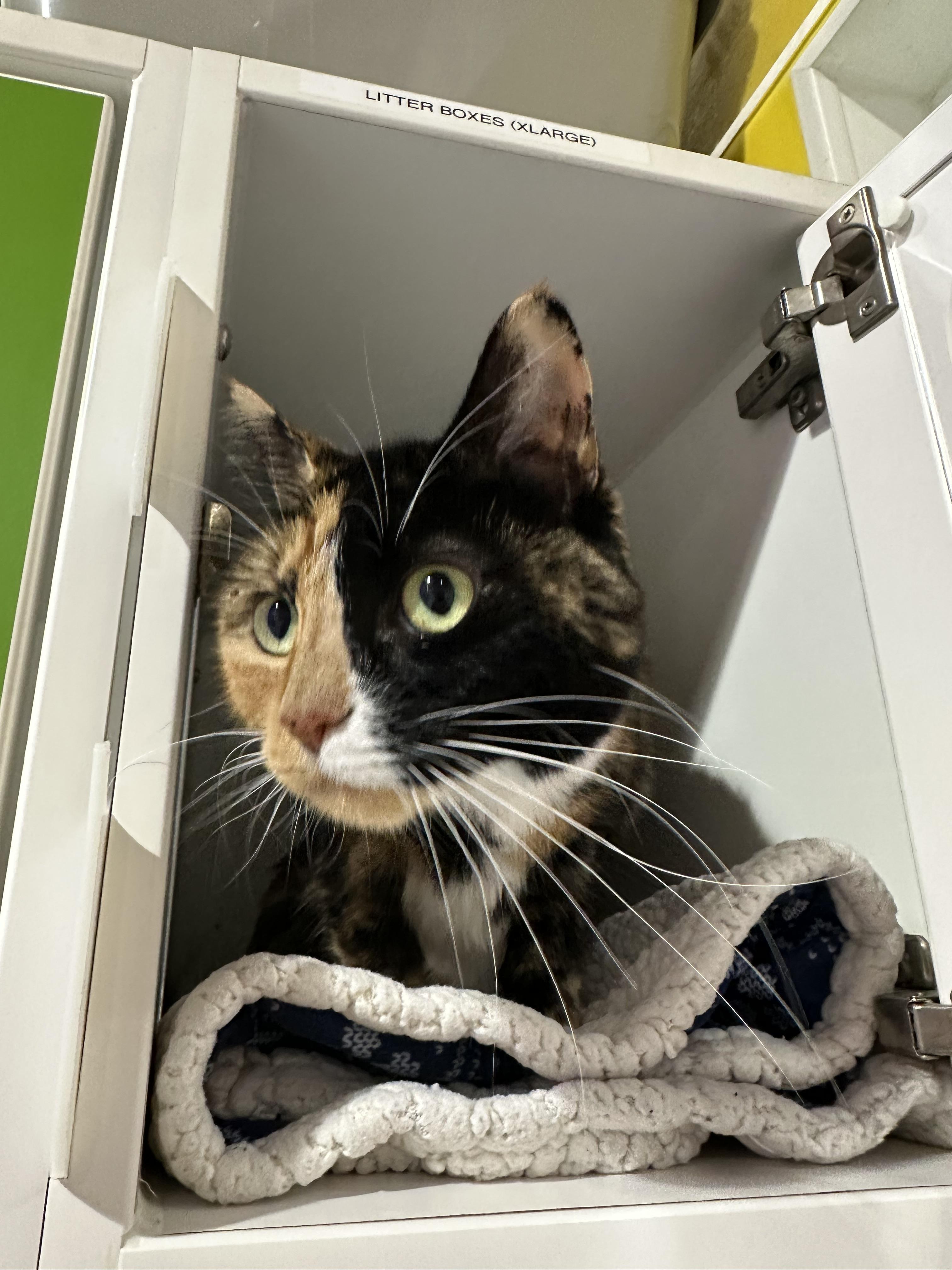 Enlarge Madeline, a Adopted Domestic Medium Hair in Seattle, WA image 1/3