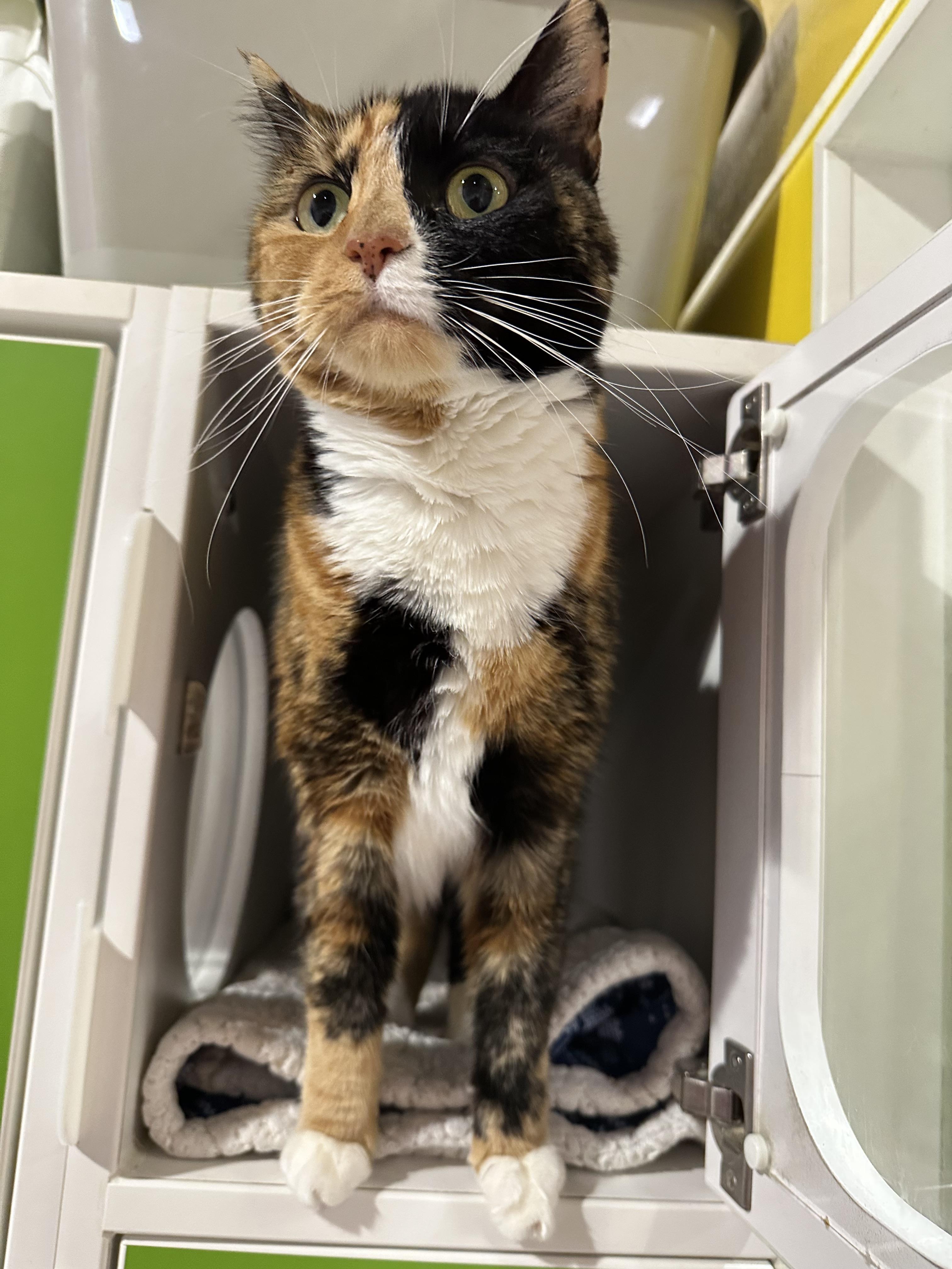Enlarge Madeline, a Adopted Domestic Medium Hair in Seattle, WA image 3/3