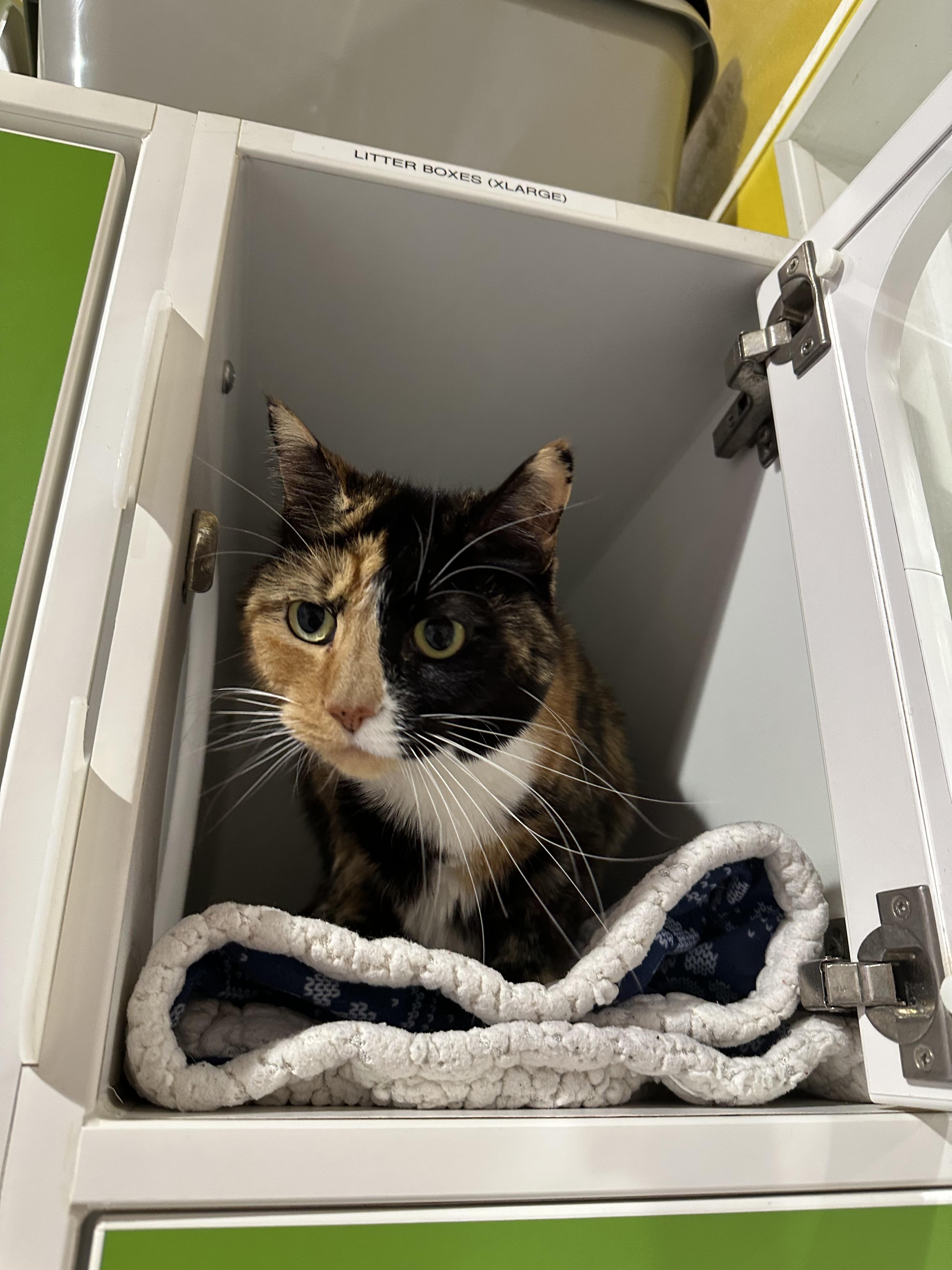 Enlarge Madeline, a Adopted Domestic Medium Hair in Seattle, WA image 2/3