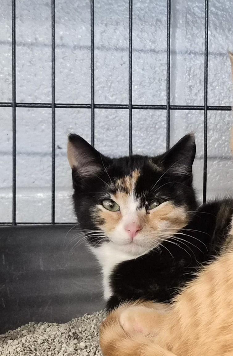 Jade, Adoptable, Kitten Female Domestic Short Hair.