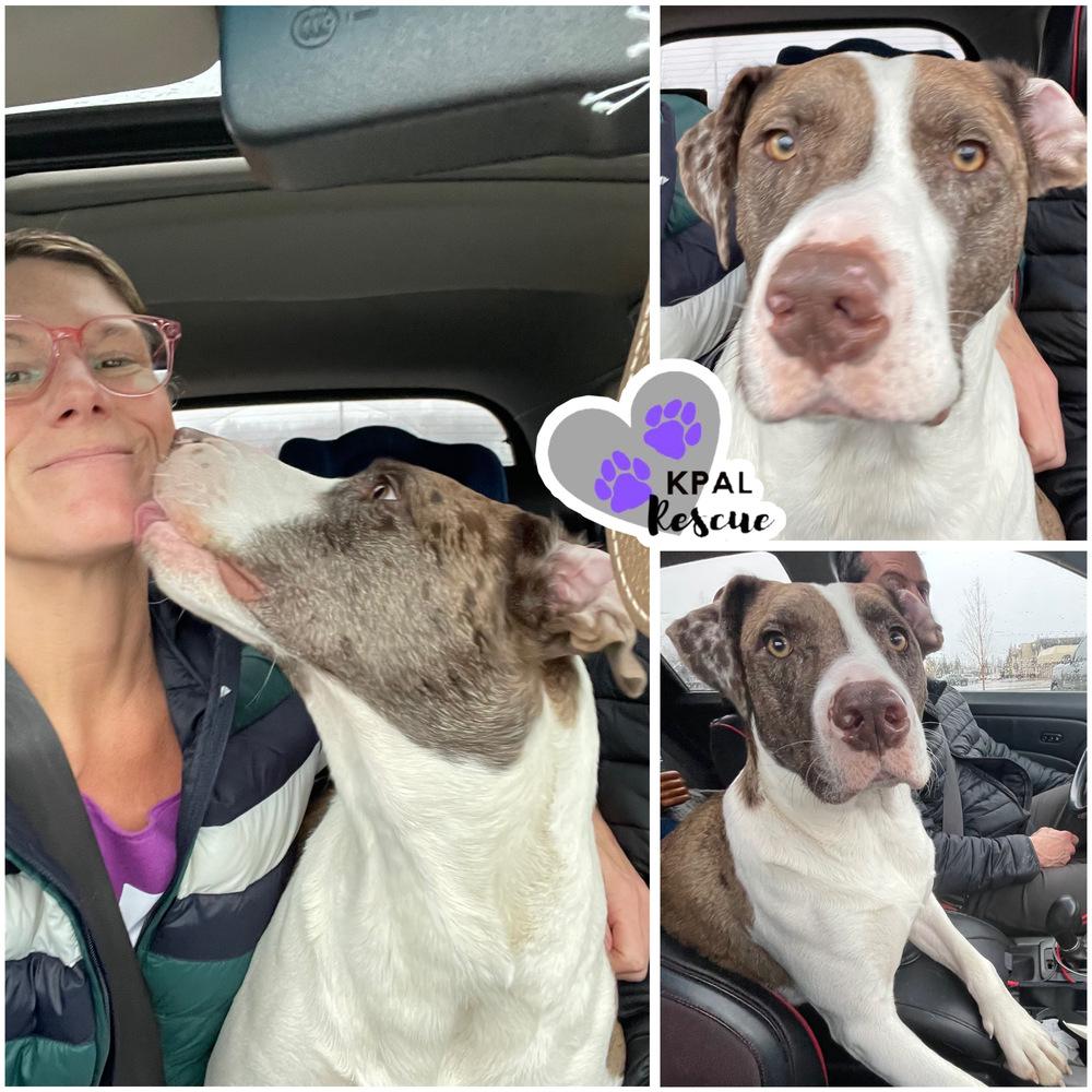 Gary, a Adoptable mixed breed in Kenai, AK image 1/2