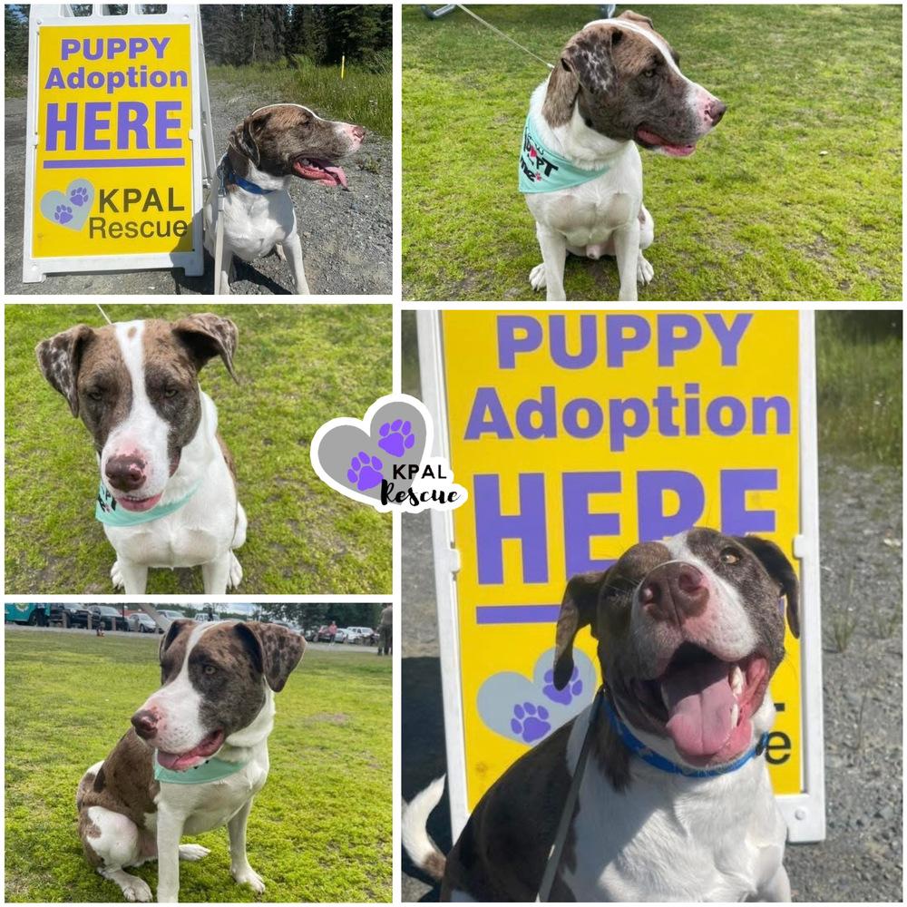 Gary, a Adoptable mixed breed in Kenai, AK image 2/2