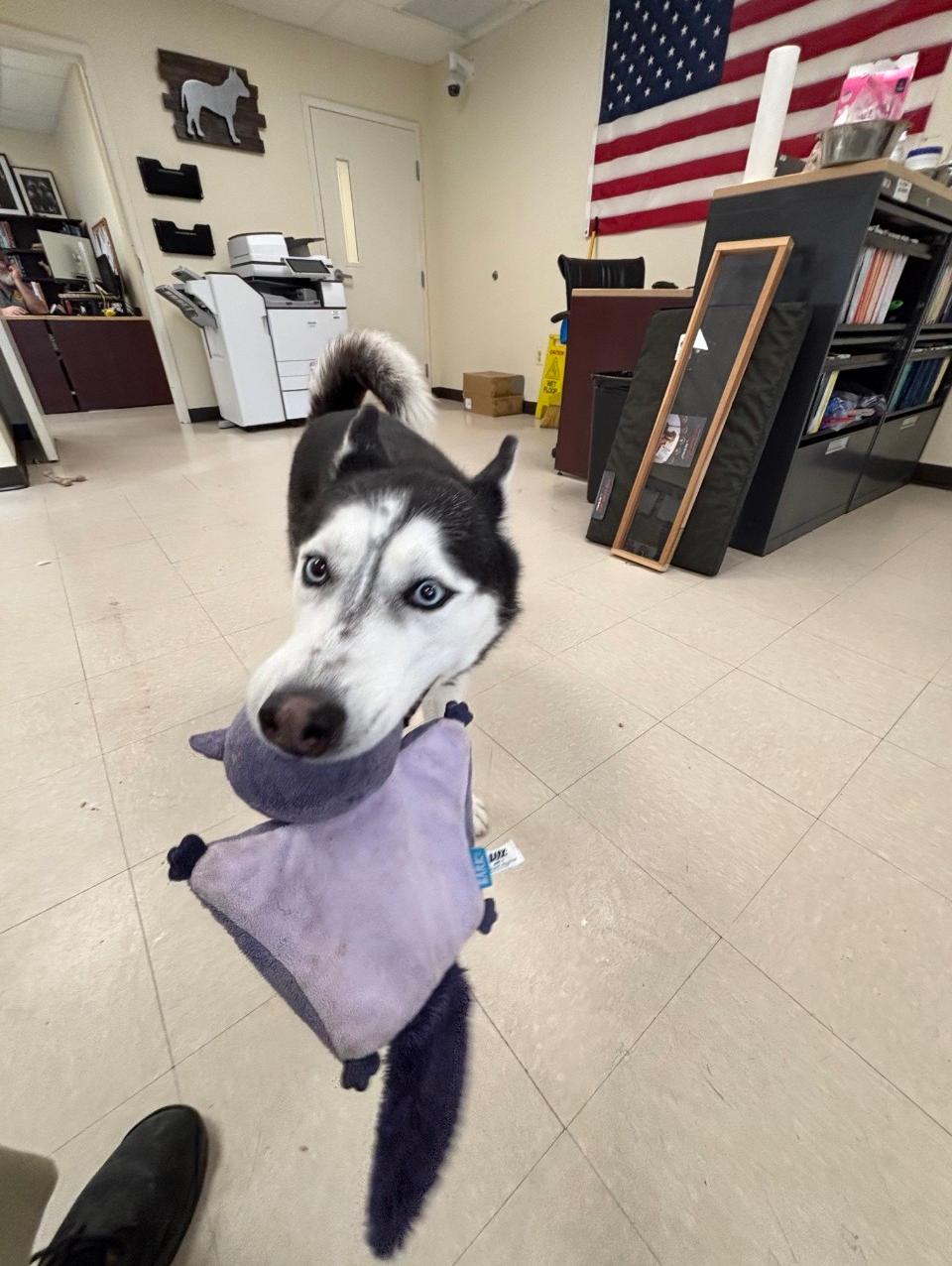 Enlarge Luna, a Adoptable Husky in Clayton, NJ image 1/3