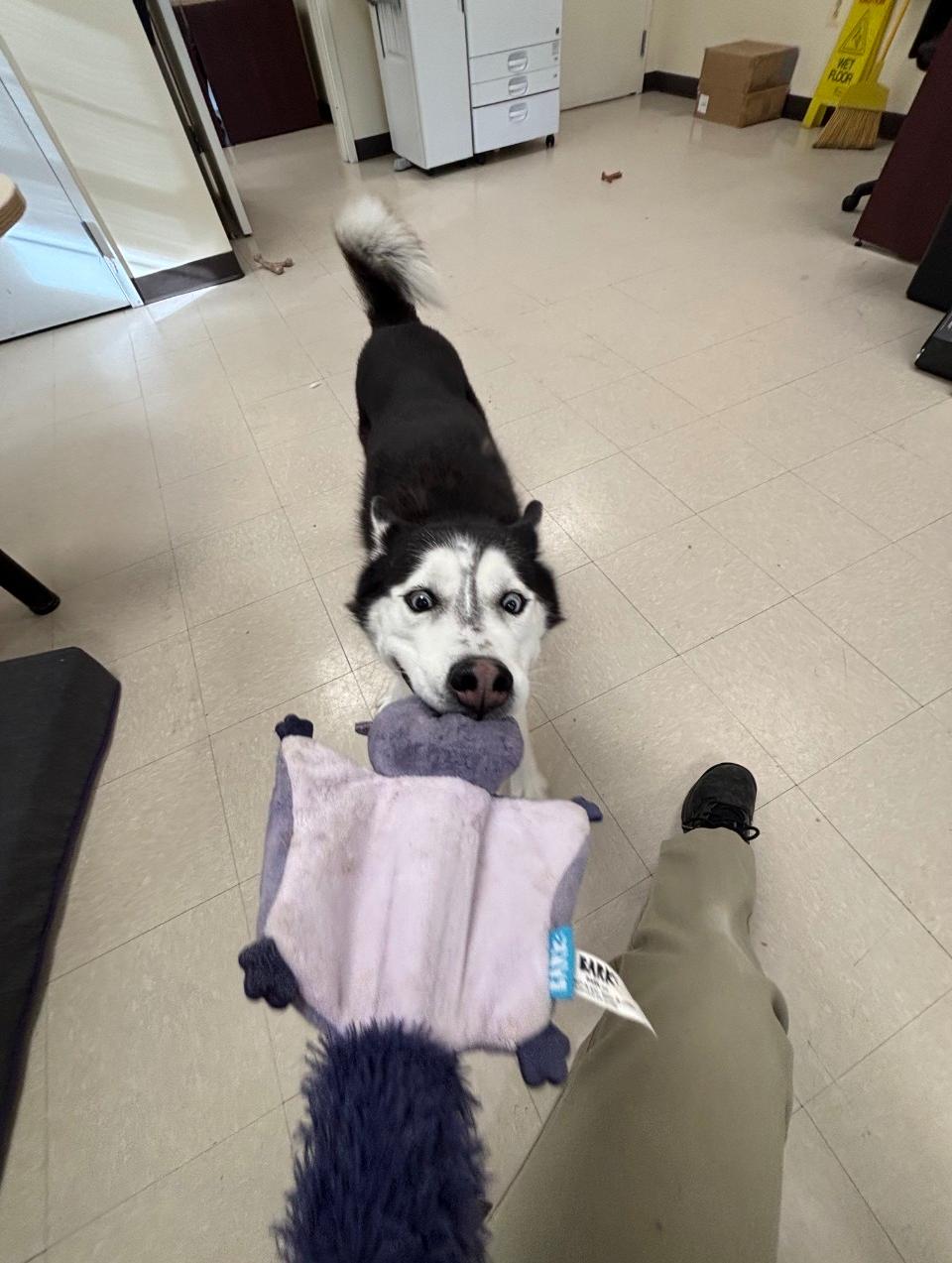 Enlarge Luna, a Adoptable Husky in Clayton, NJ image 2/3