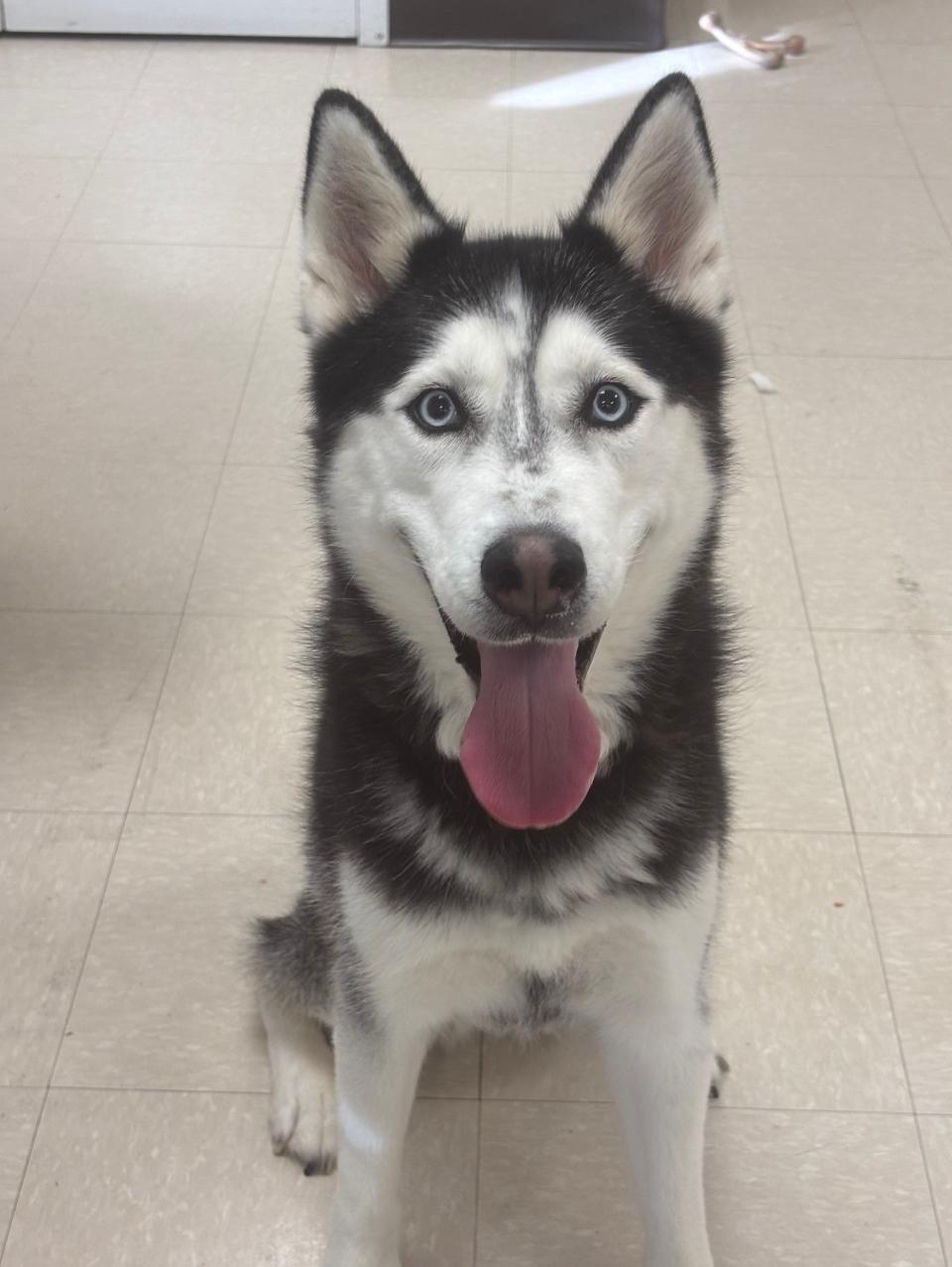 Enlarge Luna, a Adoptable Husky in Clayton, NJ image 3/3
