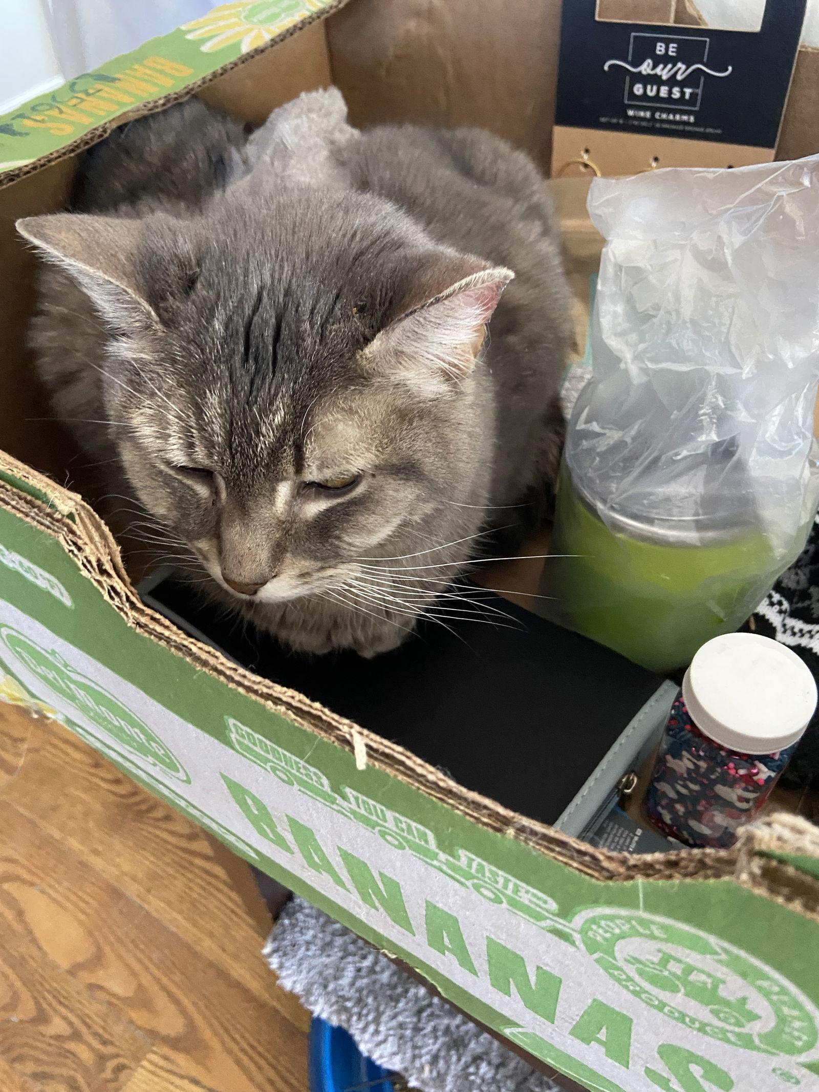 Enlarge Gerti - Sponsored by Stephenie Y., a Adoptable Domestic Short Hair in Markham, ON image 1/3