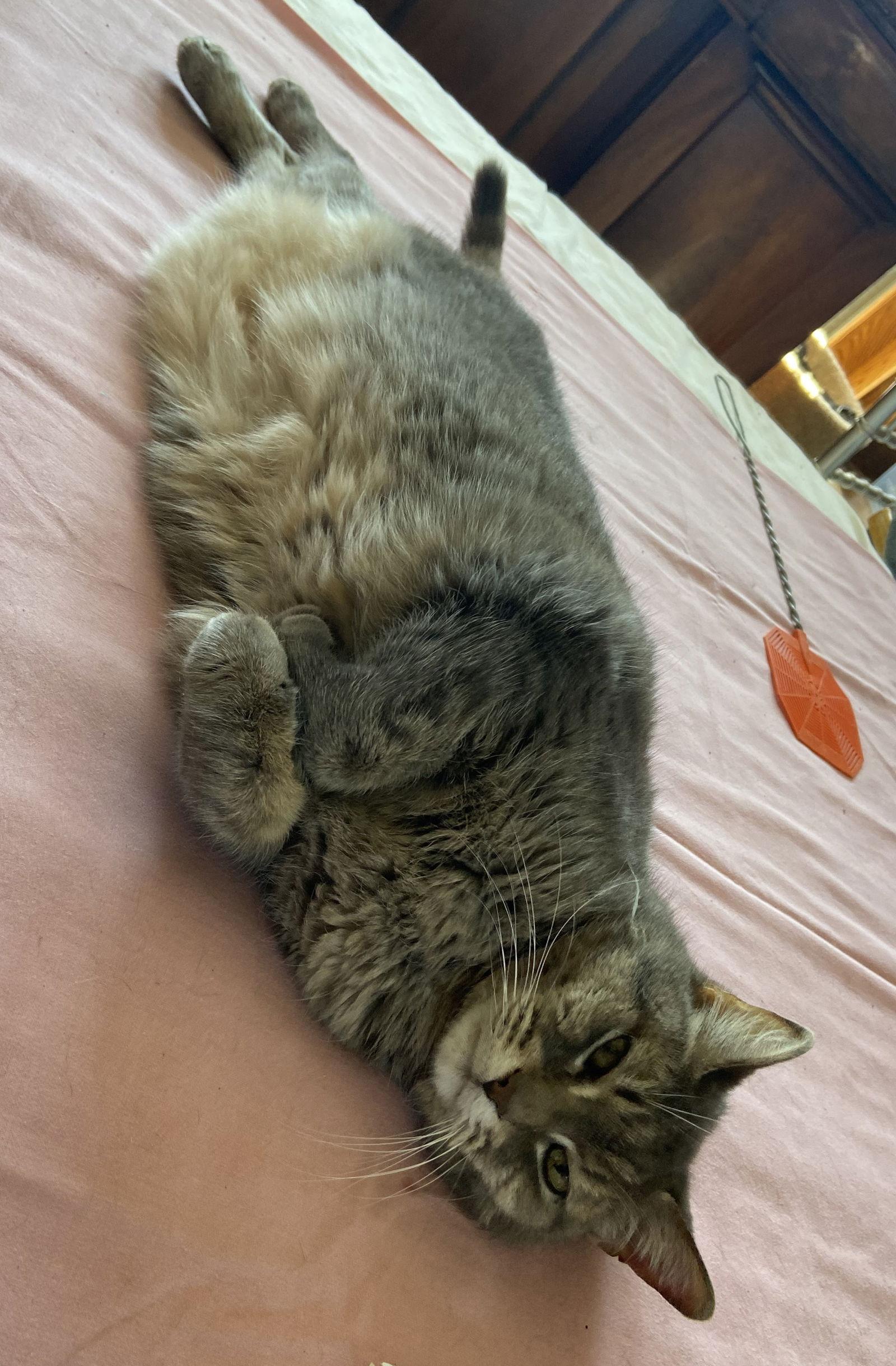 Enlarge Gerti - Sponsored by Stephenie Y., a Adoptable Domestic Short Hair in Markham, ON image 2/3