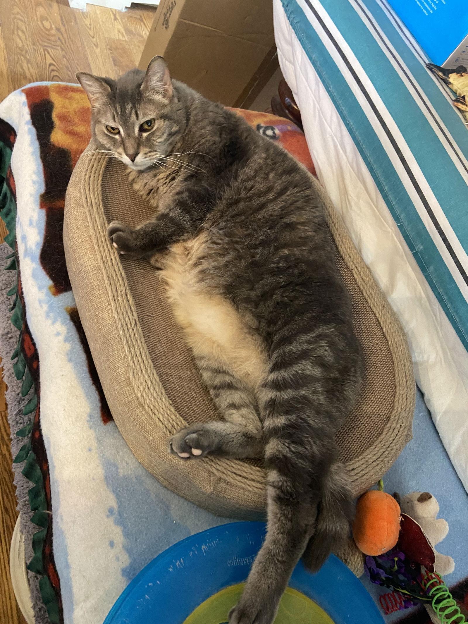 Enlarge Gerti - Sponsored by Stephenie Y., a Adoptable Domestic Short Hair in Markham, ON image 3/3