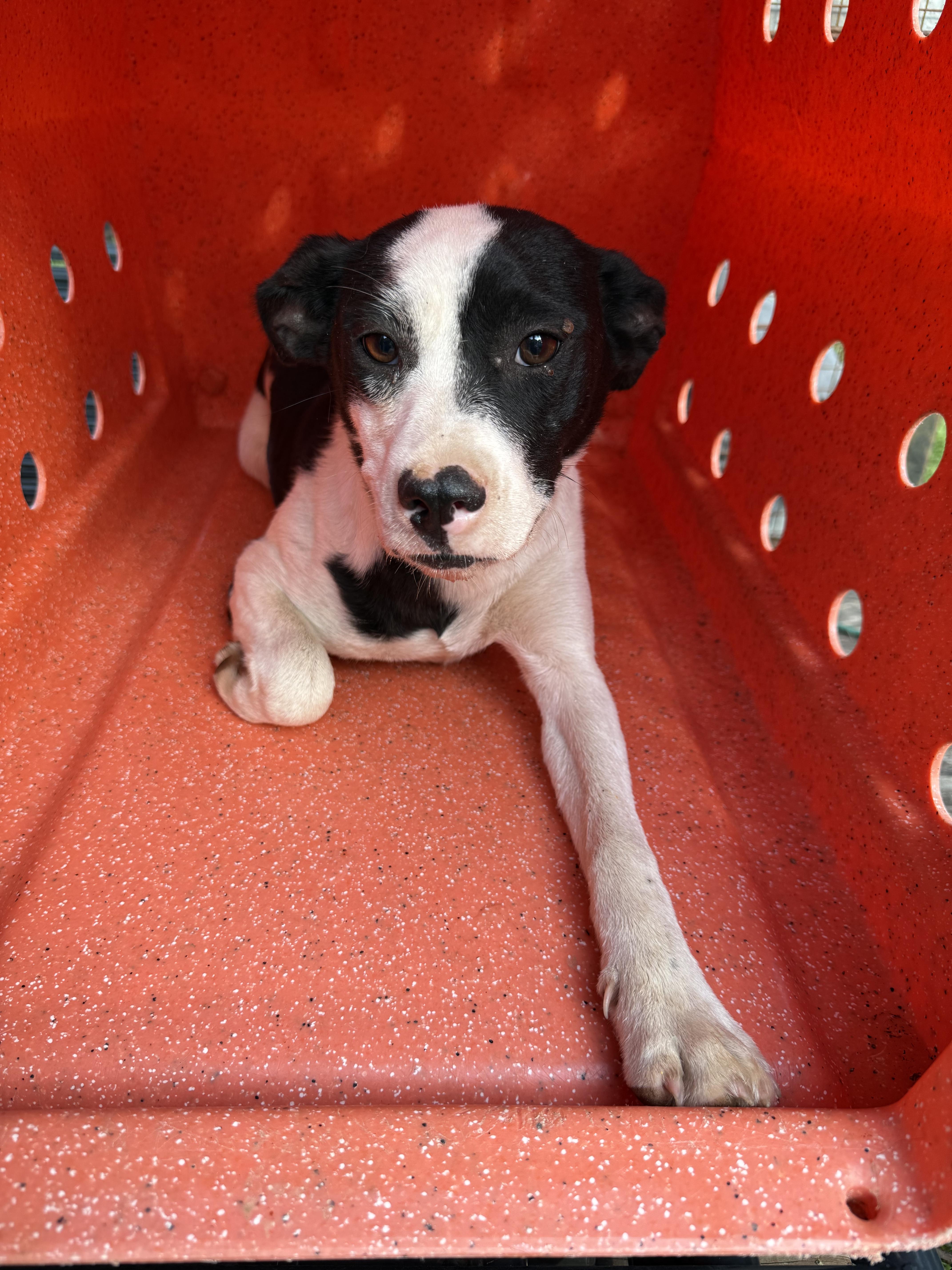 Enlarge Ginger Snap, a ADOPTABLE mixed breed in Waynesboro, TN image 1/2