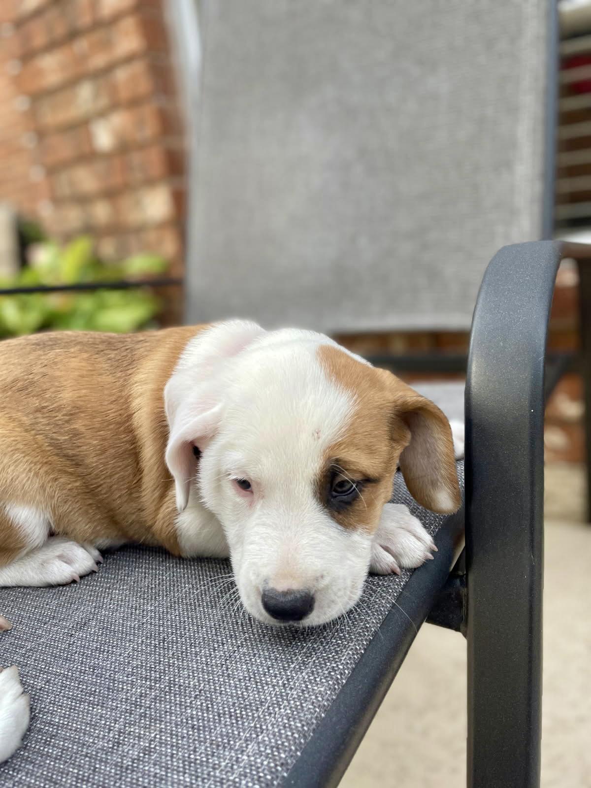 Enlarge Bonnie, a Adoptable mixed breed in Humble, TX image 5/6