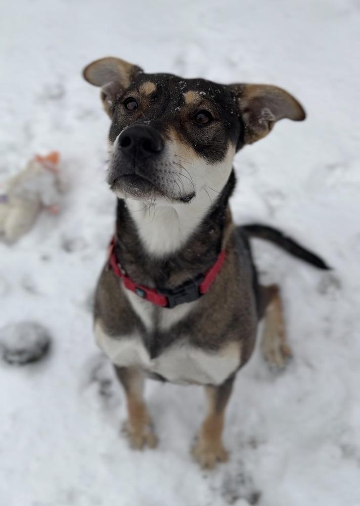 Stella, a Adoptable mixed breed in Bemidji, MN image 2/4