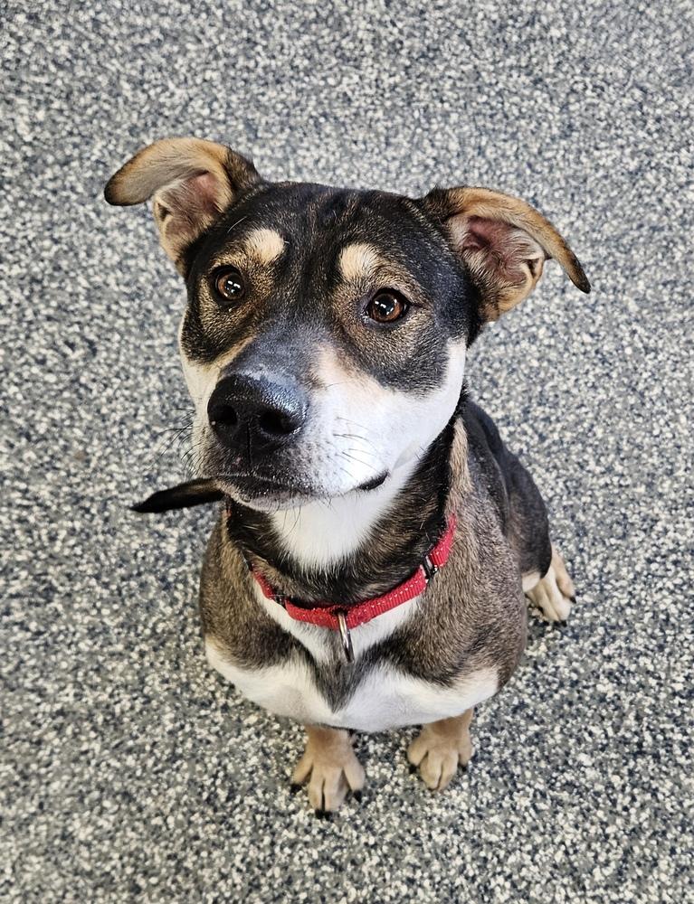 Stella, a Adoptable mixed breed in Bemidji, MN image 3/4