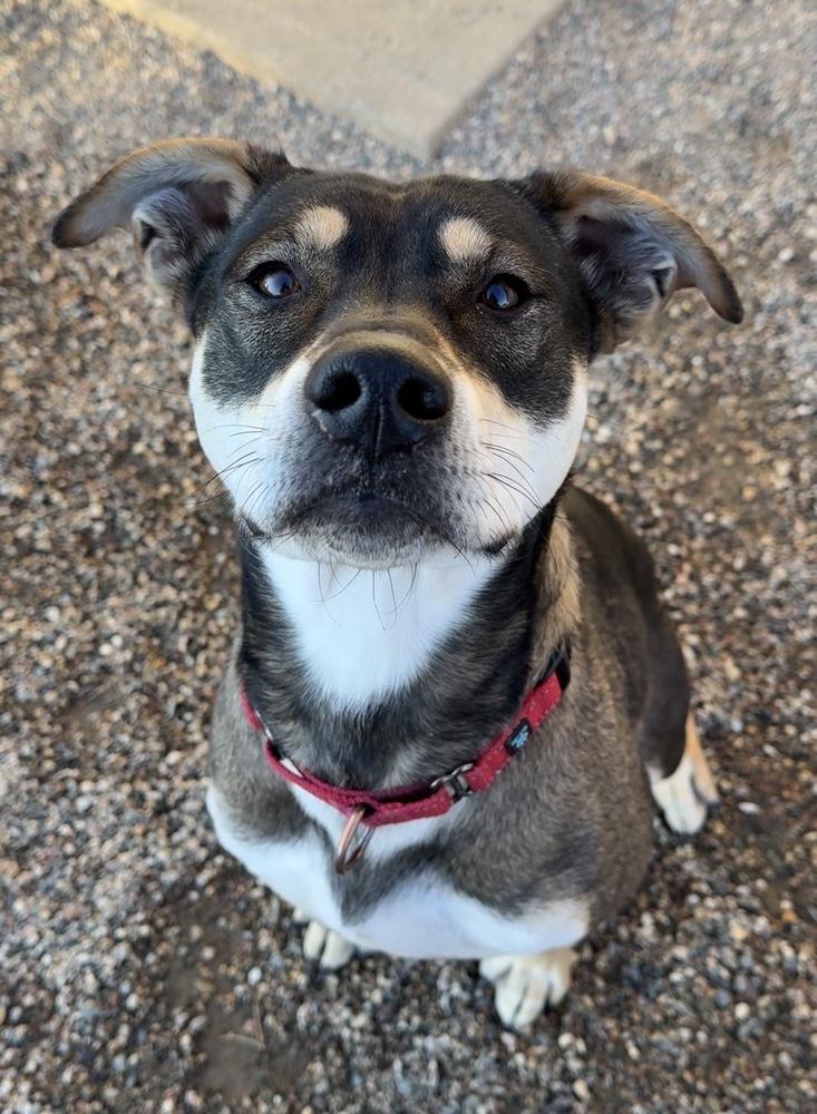 Stella, a Adoptable mixed breed in Bemidji, MN image 4/4