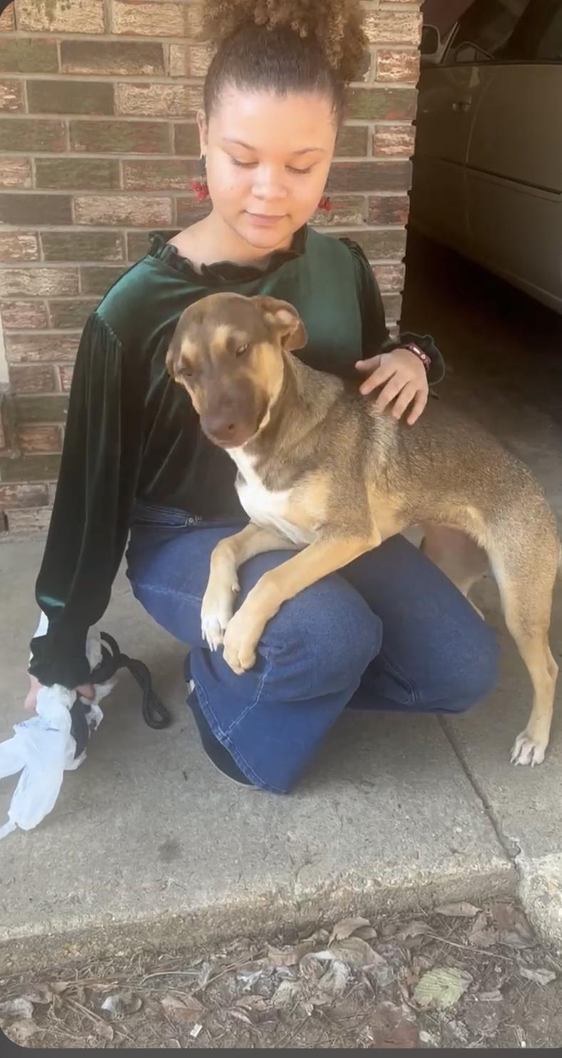 Enlarge Coco, a ADOPTABLE mixed breed in Jxn, MS image 1/5