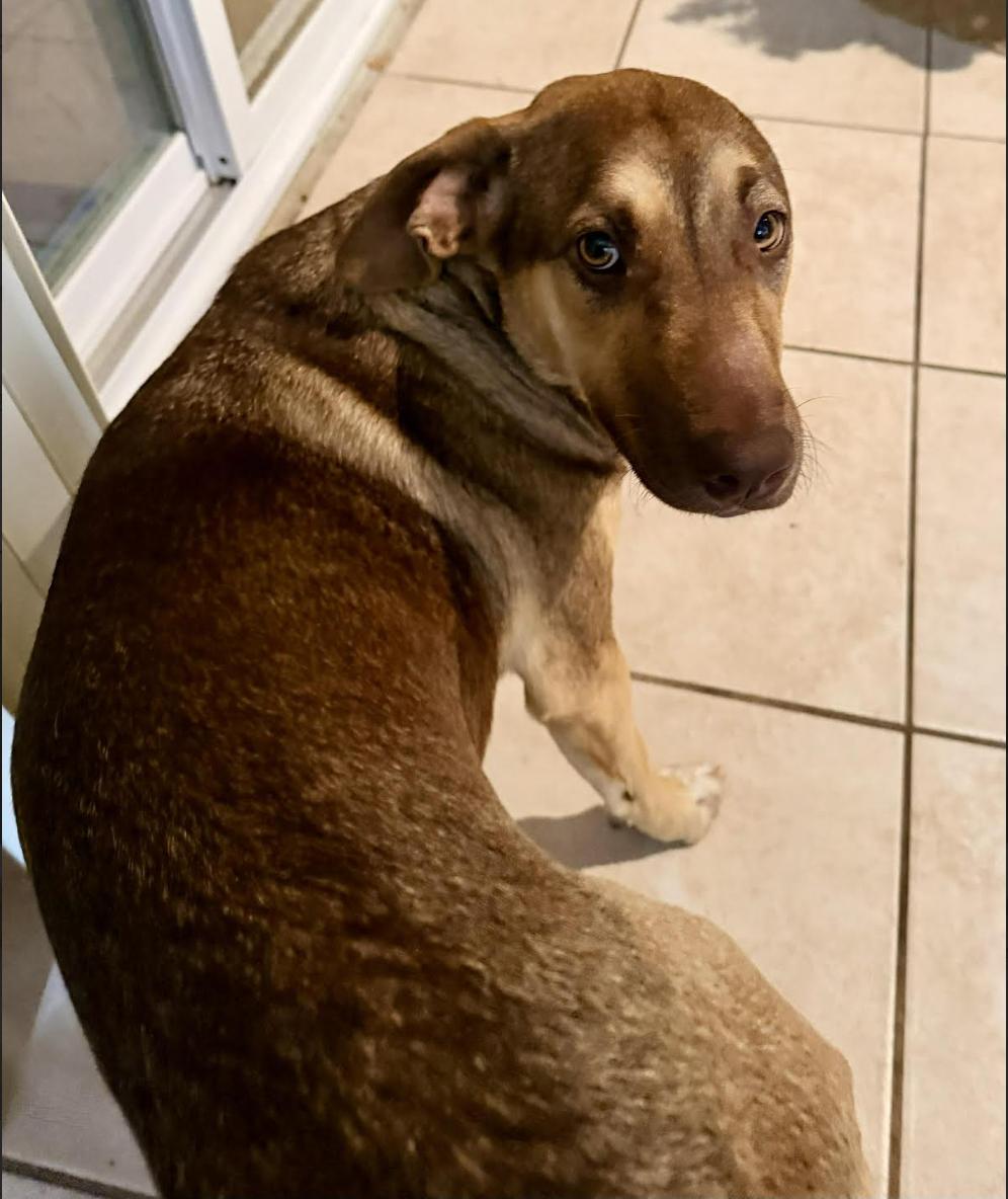 Enlarge Coco, a ADOPTABLE mixed breed in Jxn, MS image 4/5