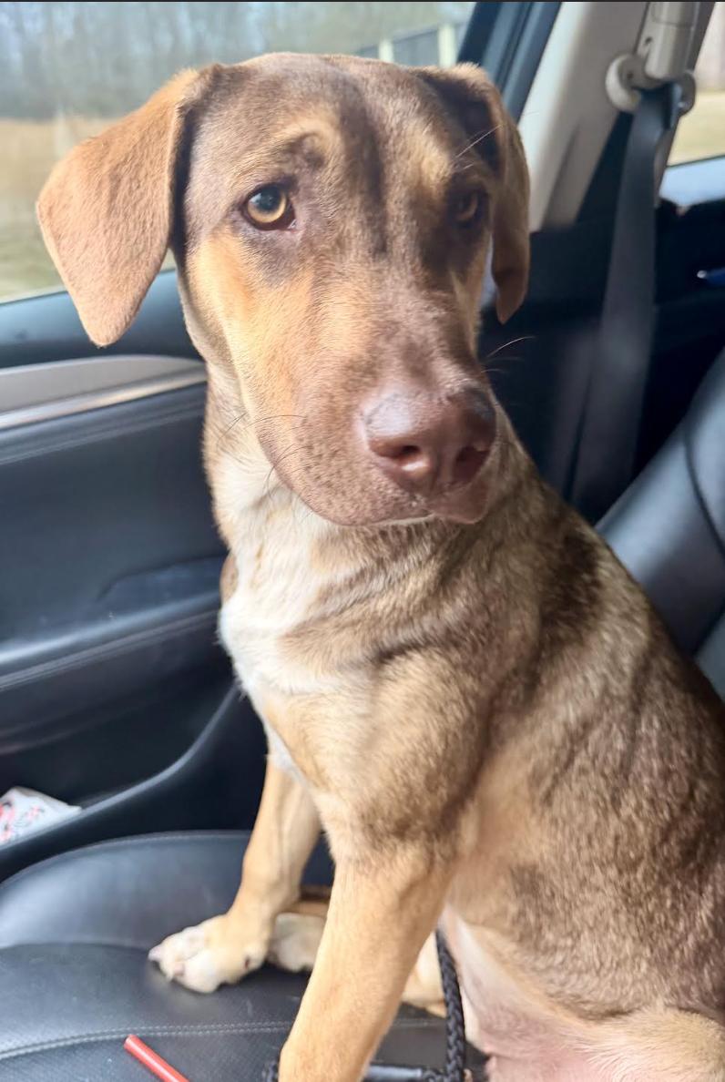 Enlarge Coco, a ADOPTABLE mixed breed in Jxn, MS image 3/5