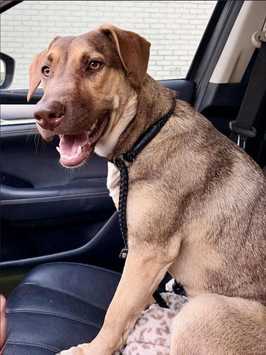 Enlarge Coco, a ADOPTABLE mixed breed in Jxn, MS image 2/5