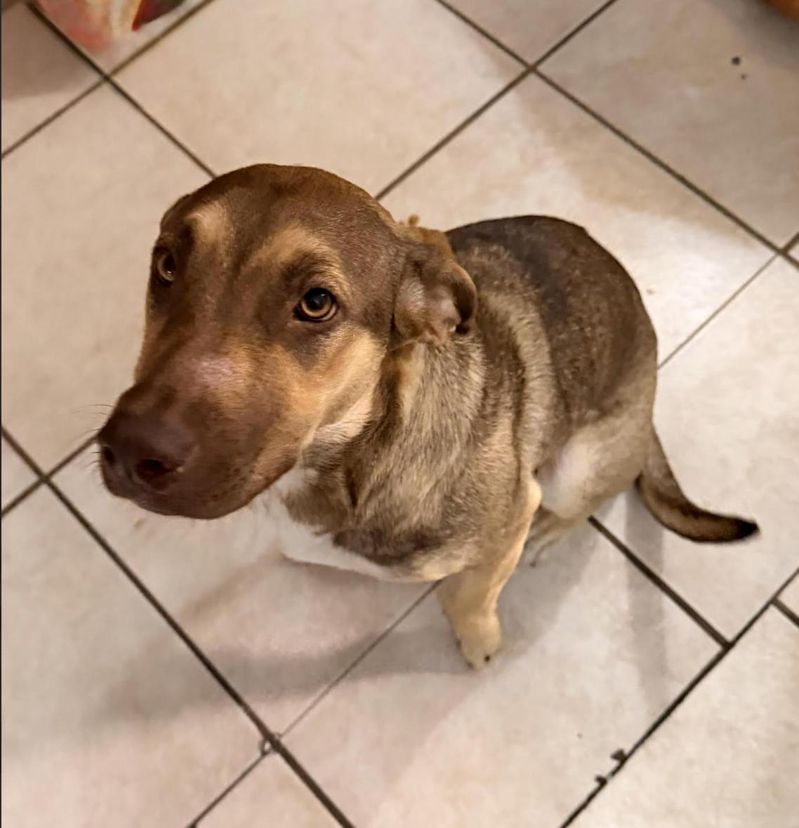 Enlarge Coco, a ADOPTABLE mixed breed in Jxn, MS image 5/5