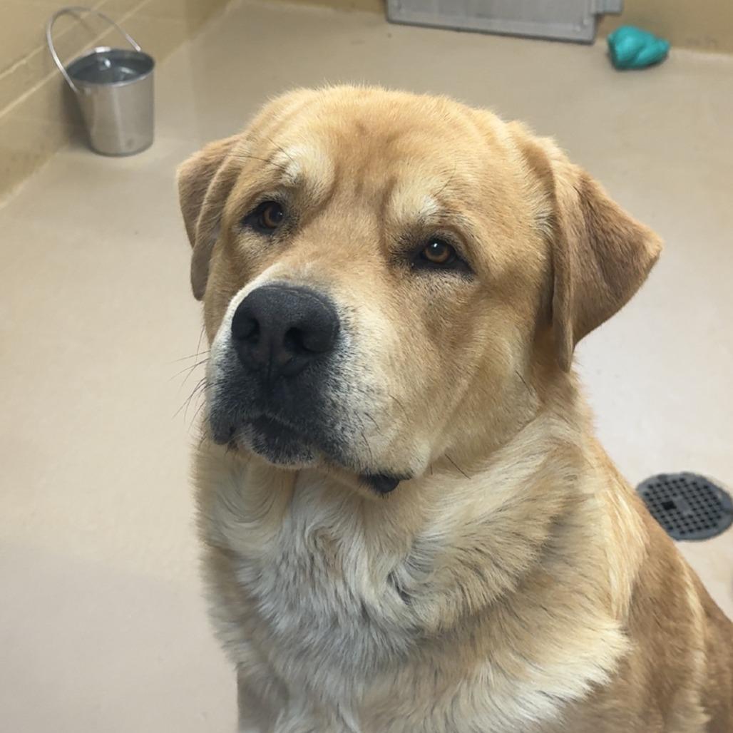 Enlarge Trey, a Adoptable mixed breed in Incline Village, NV image 1/6