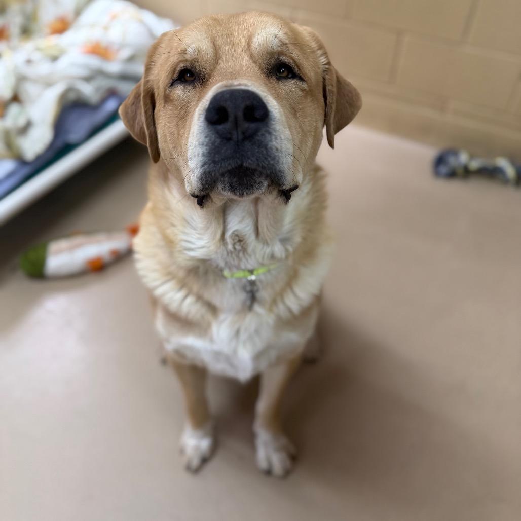 Enlarge Trey, a Adoptable mixed breed in Incline Village, NV image 2/6