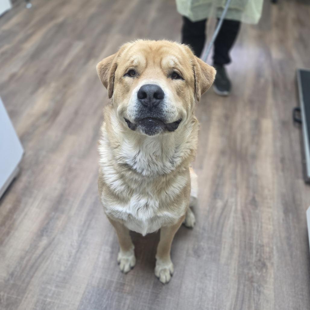 Enlarge Trey, a Adoptable mixed breed in Incline Village, NV image 3/6