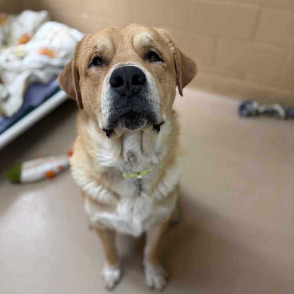 Enlarge Trey, a Adoptable mixed breed in Incline Village, NV image 4/6