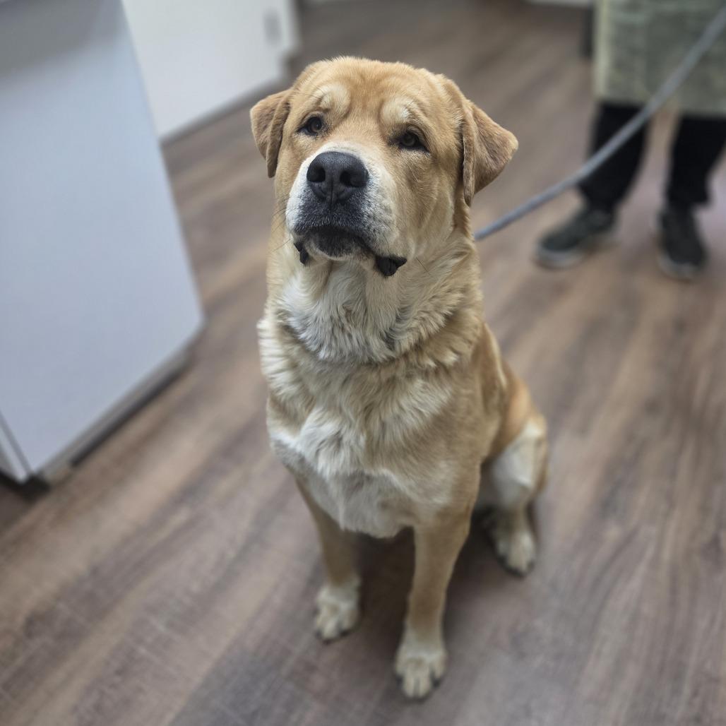 Enlarge Trey, a Adoptable mixed breed in Incline Village, NV image 5/6