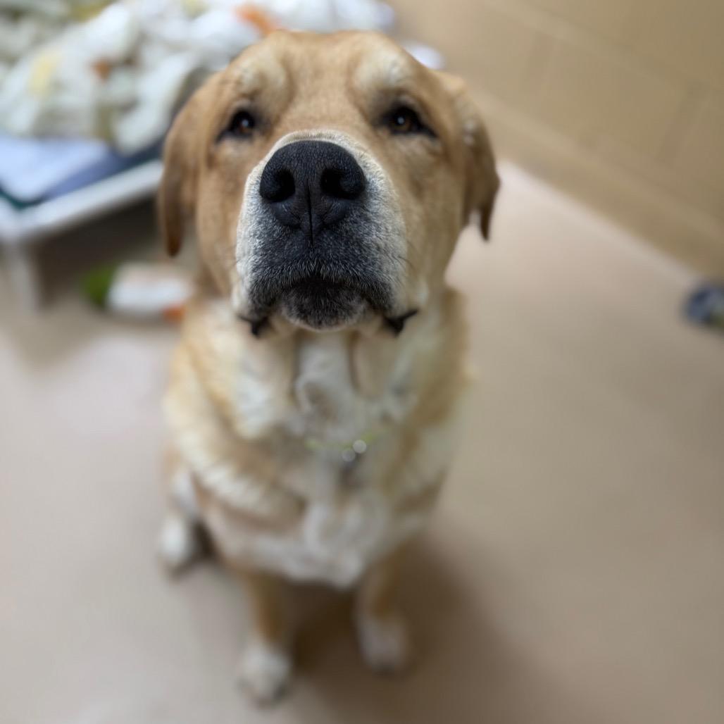 Enlarge Trey, a Adoptable mixed breed in Incline Village, NV image 6/6