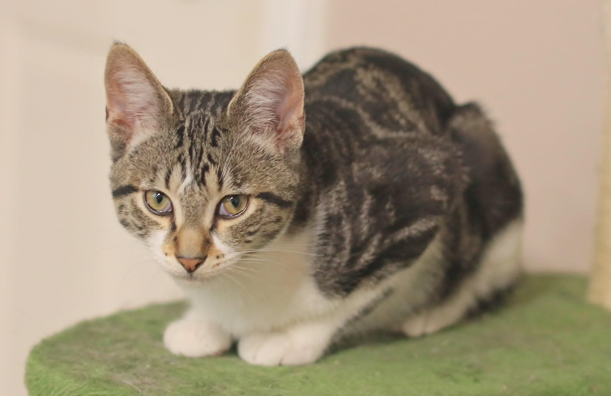 Pete, an adopted Domestic Short Hair in Pasco, WA image 6/6