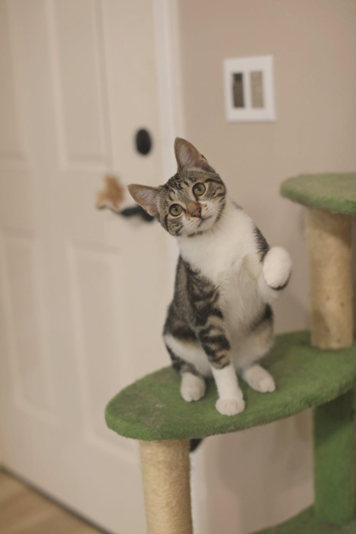 Pete, an adopted Domestic Short Hair in Pasco, WA image 4/6