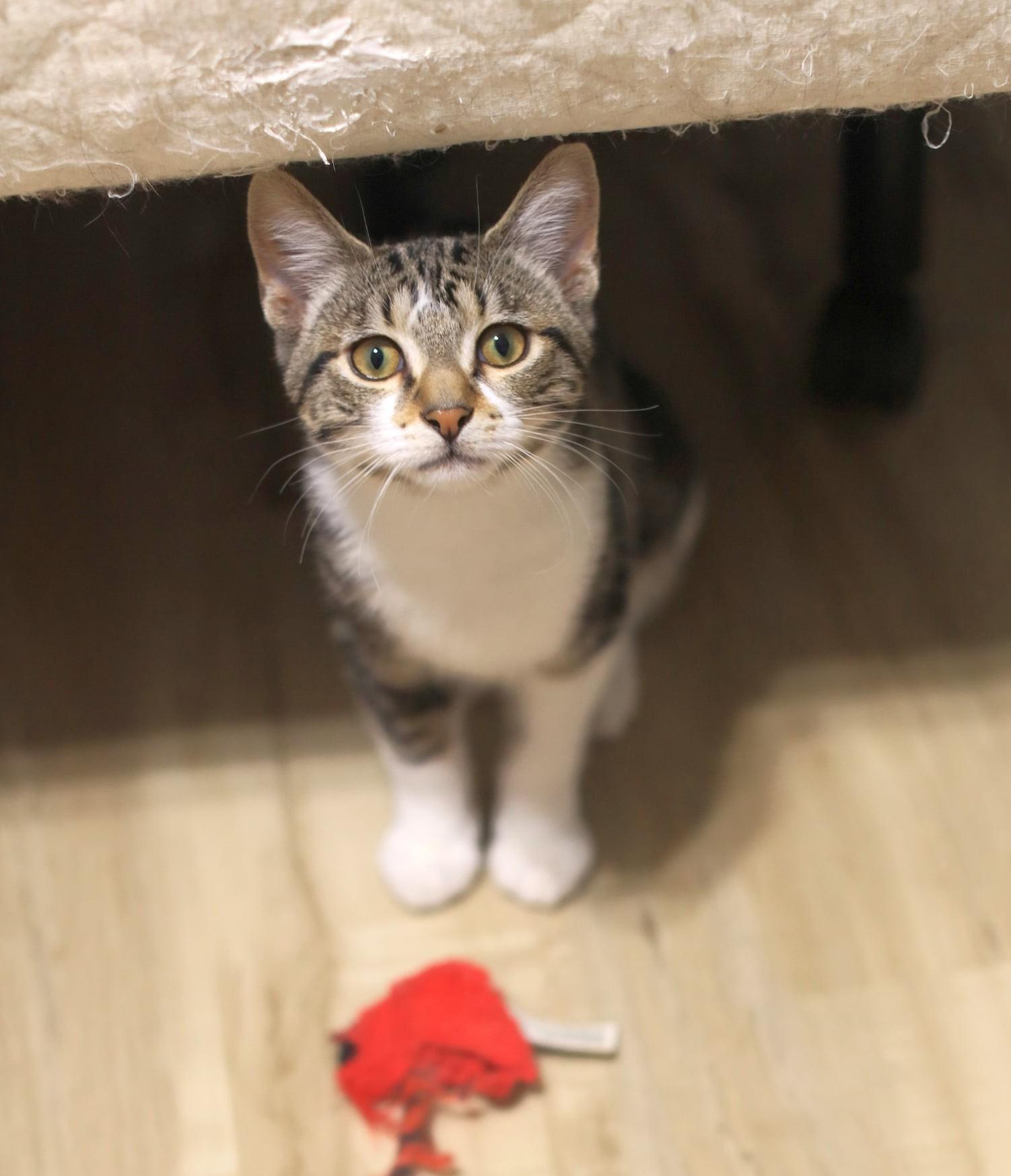 Pete, adopted, Young Male Domestic Short Hair.