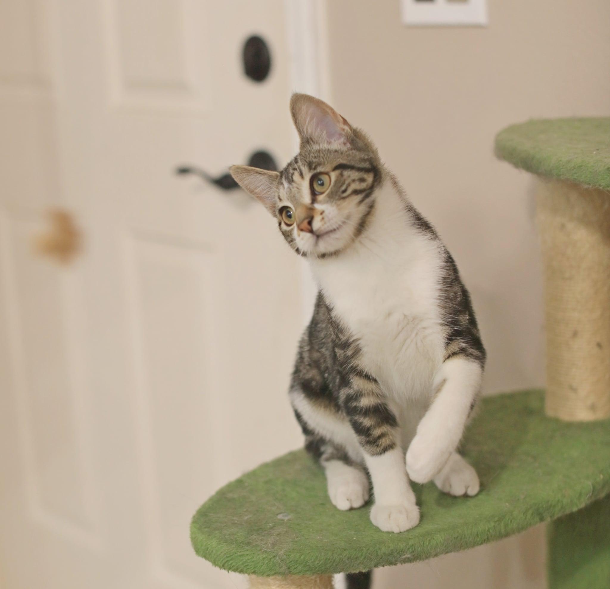 Pete, an adopted Domestic Short Hair in Pasco, WA image 5/6