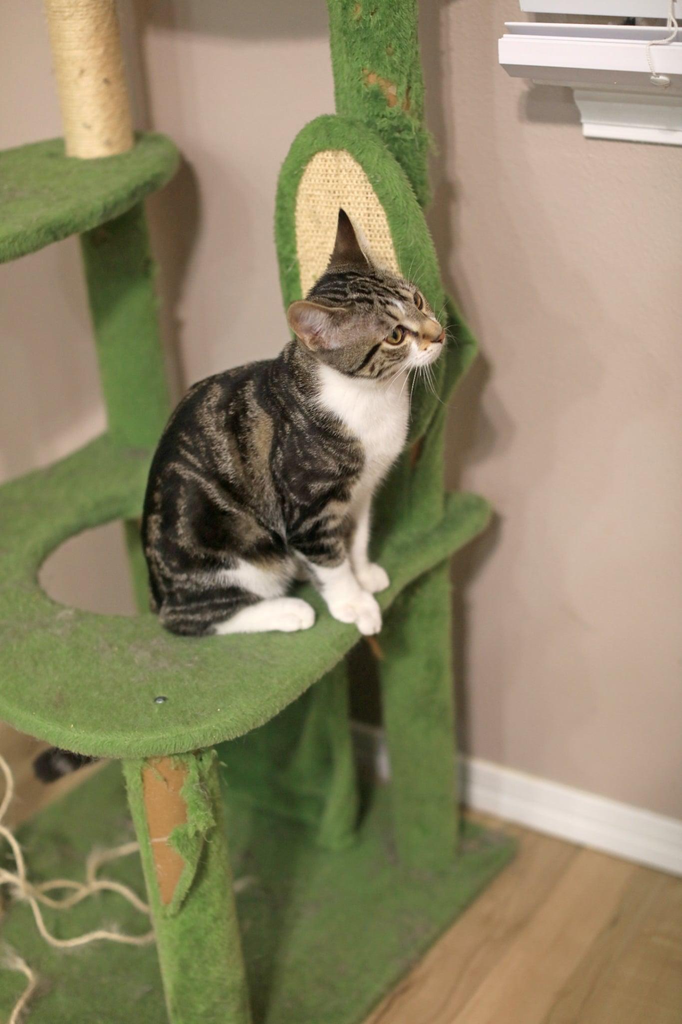 Pete, an adopted Domestic Short Hair in Pasco, WA image 3/6
